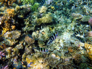 Exploring the Vibrant Coral Reef and Marine Life in the Red Sea at Hurghada, Egypt