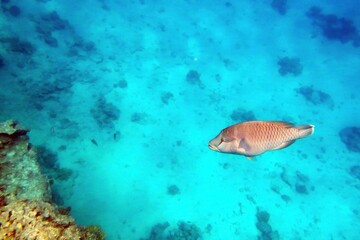 Exploring the Vibrant Coral Reef and Marine Life of the Red Sea in Hurghada, Egypt