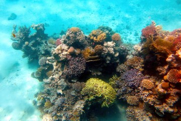 Exploring the Vibrant Coral Reef of the Red Sea in Hurghada, Egypt During a Tropical Adventure