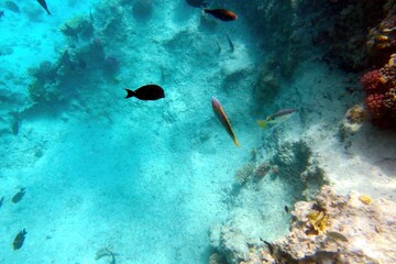 Exploring the Vibrant Coral Reef Ecosystem in Hurghada, Red Sea Teeming With Tropical Fish