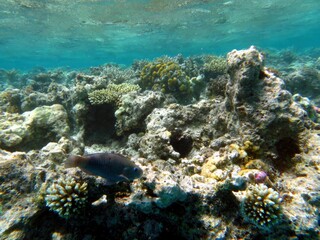 Exploring the Vibrant Coral Reef and Marine Life in Hurghada, Egypt's Red Sea