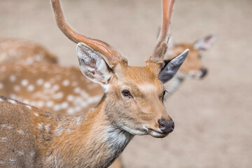 Portrait. A small fawn walks in a paddock on a ranch, on a private eco-farm or in a contact zoo....
