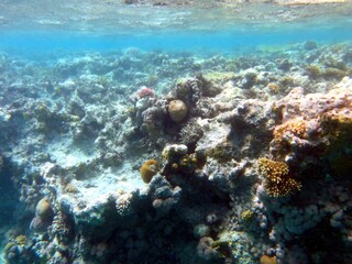 Exploring the Vibrant Coral Reef Ecosystem of the Red Sea Near Hurghada in Egypt