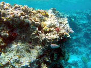 Exploring the Vibrant Underwater Coral Reef of Hurghada, Egypt During a Tropical Marine Adventure
