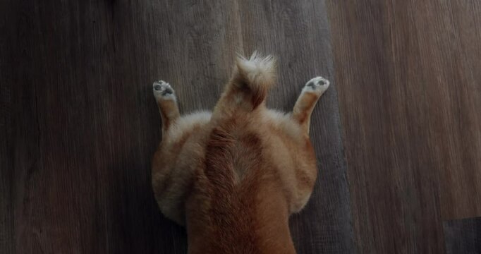 A Shiba Inu dog is lying on a wooden floor. In the frame there is a dog's ass with a tail and outstretched paws, which is resting lying on the floor. Beautiful fluffy ass of a dog. High quality 4k
