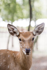 Portrait. A small fawn walks in a paddock on a ranch, on a private eco-farm or in a contact zoo. Animal husbandry. Love for animals.