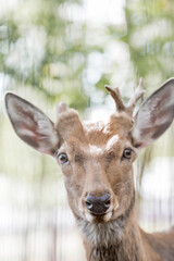 Fototapeta premium Portrait. A small fawn walks in a paddock on a ranch, on a private eco-farm or in a contact zoo. Animal husbandry. Love for animals.