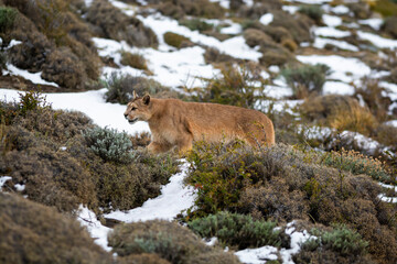 Puma walking in mountain environment, Torres del Paine National Park, Patagonia, Chile.