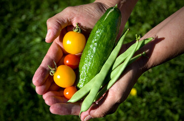 Person Holding Fresh Garden Vegetables in their Hands