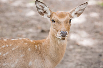 Portrait. A small fawn walks in a paddock on a ranch, on a private eco-farm or in a contact zoo. Animal husbandry. Love for animals.