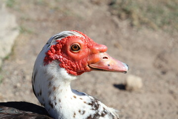 Happy Goose Portrait