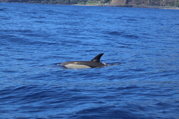 Fototapeta premium Common Dolphin. Azores Islands Wildlife encounters