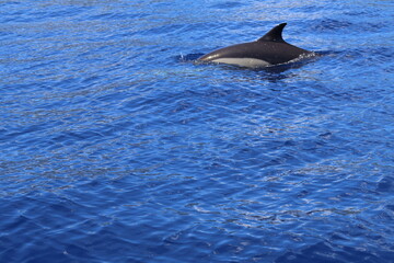 Common Dolphin.
Azores Islands Wildlife encounters