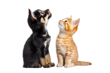 Cute Kitten and puppy Sitting Together Looking Up Isolated on White and PNG Transparent Background