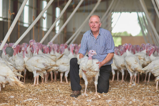 Warehouse, portrait or farmer turkeys in barn or factory for industrial meat farming or sustainability. Animals, mature man and birds in indoor poultry business, food industry or livestock production