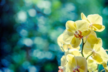 yellow Orchid branch on green natural background
