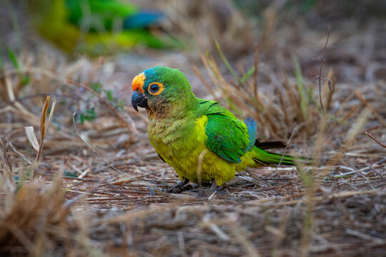 Peach-fronted Parakeet (Eupsittula aurea), Periquito-rei