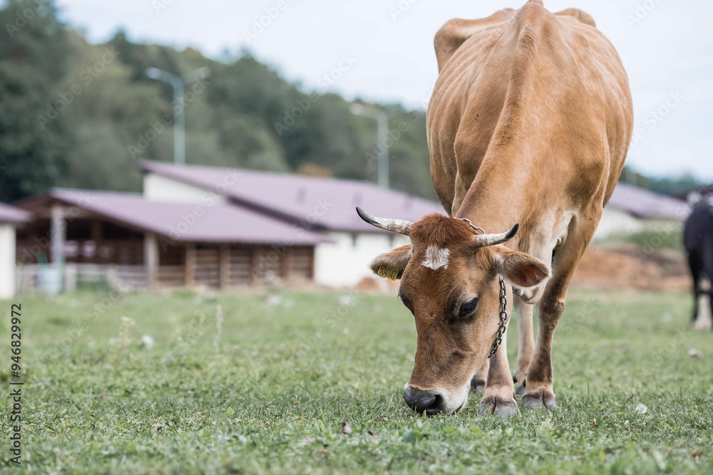 Wall mural livestock. cows graze in a meadow. the concept of animal husbandry and rural life. chipping of anima