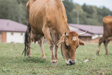 Livestock. Cows graze in a meadow. The concept of animal husbandry and rural life. Chipping of animals. A pet on an eco-farm. Agricultural industry.