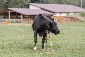 Livestock. Cows graze in a meadow. The concept of animal husbandry and rural life. Chipping of animals. A pet on an eco-farm. Agricultural industry.