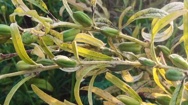 A close-up of Sesamum seed pods on vibrant green plants, showcasing the raw materials for sesame oil production