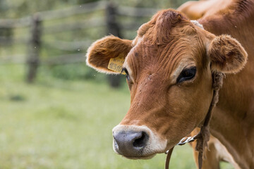 Livestock. Cows graze in a meadow. The concept of animal husbandry and rural life. Chipping of animals. A pet on an eco-farm. Agricultural industry.