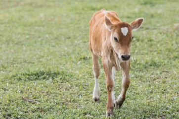 Fototapeta premium Livestock. Cows graze in a meadow. The concept of animal husbandry and rural life. Chipping of animals. A pet on an eco-farm. Agricultural industry.