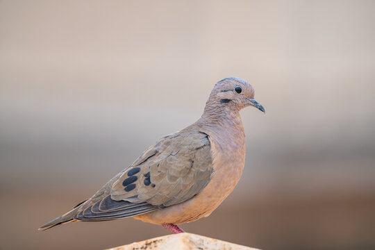 Eared Dove (Zenaida auriculata), Avoante, Pomba