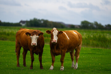 Naklejka premium Grazing cows. Cows at field. Cow herd at green pasture. Countryside landscape and pasture for cows. Cow herd in the countryside. Cows on farmland. Farming.