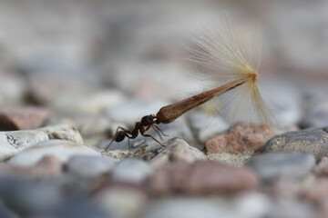 Ant at work, Alessandria, Piedmont, Italy