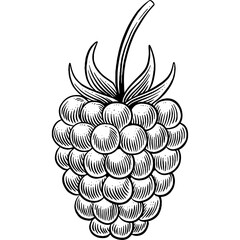 Obraz premium Hand drawn Blackberry Sketch Illustration Engraving Woodcut Vintage Style