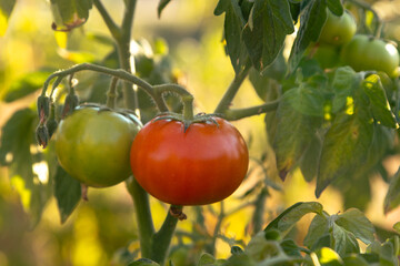 Close-up of a tomato plant showcasing both ripe red and unripe green tomatoes growing on the vine. Captured in warm sunlight, this image highlights the beauty of organic farming and the natural growth
