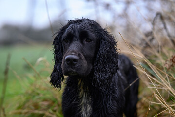 Sprocker Spaniel Wet Country Portrait: Detailed Image of a Friendly and Active Dog with Distinctive...