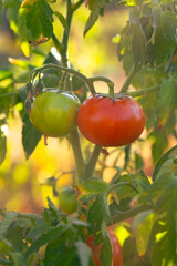 Close-up of a tomato plant showcasing both ripe red and unripe green tomatoes growing on the vine. Captured in warm sunlight, this image highlights the beauty of organic farming and the natural growth