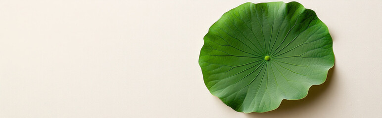 lotus leaf centered on a creamy white background, with a minimalist design and ample space for copy
