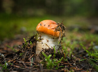 mushroom in the grass