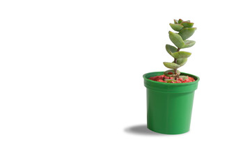 Minimalistic composition of a single succulent plant in a green plastic pot on white background