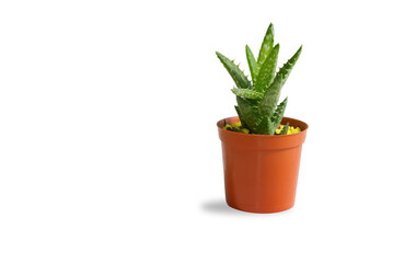 Succulent plant in a simple green plastic pot isolated on white background. Copy space