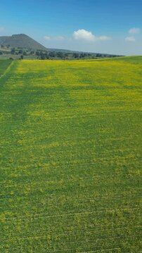 Vertical video of yellow meadow with mountains in the background. Beautiful aerial landscape. Ready to use for vertical display video.