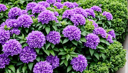 Obraz premium Isolated Shrub with Purple Flowers