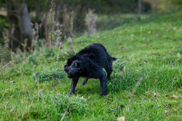 Dog Shaking Water Off: Action Shot of a Wet Dog in Mid-Shake, Water Droplets Flying Everywhere