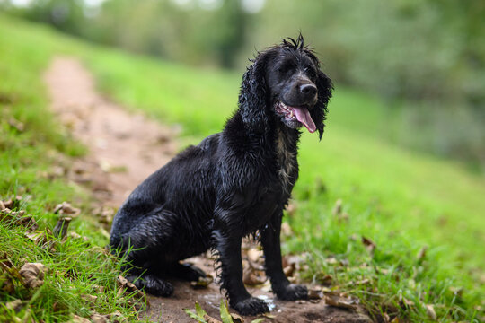 Black Sprocker Spaniel: Close-Up Portrait of a Playful and Affectionate Dog with Shiny Coat