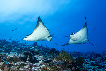 Eagle ray, French Polynesia