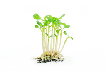 Green sprout of a plant with roots, young seedlings grown from seeds, on a white background, vegetation, stage of the plants growth cycle.	
