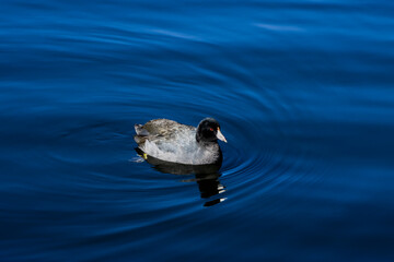 Coot duck swimming in pond Yucaipa California