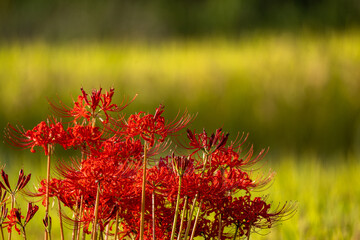 田畑の畔に咲く赤い彼岸花