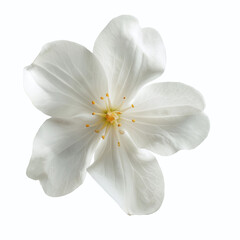 illustration of a jasmine flower, isolated on a white background, jasmine flower Generative Ai.