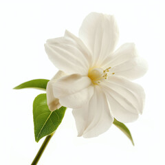 Obraz premium Beautiful jasmine flower Clipart, isolated on a white background, jasmine flower Generative Ai.