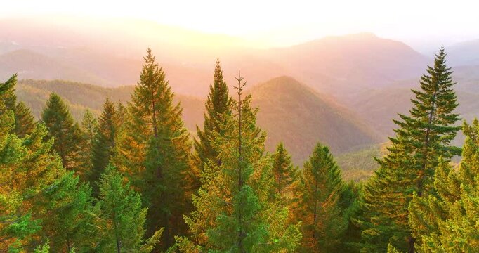 Flying Above Pine Trees at Sunset Northern California 