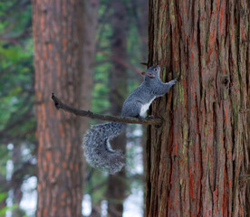 squirrel on a tree Yosemite California